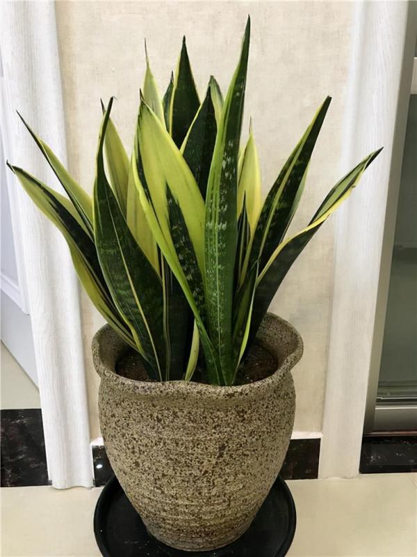 天冷後，需要“窮養”的六種花，水多易爛根，多曬愛生長