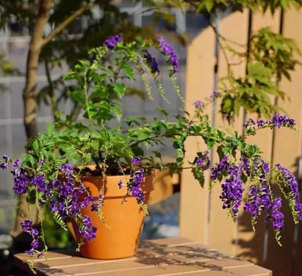 最值得養的5種漂亮花卉,花開時清香四溢,好看又好養 最值得養的5種漂亮花卉,花開時清香四溢,好看又好養