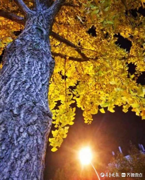 銀杏樹葉黃，斑斕夜色美