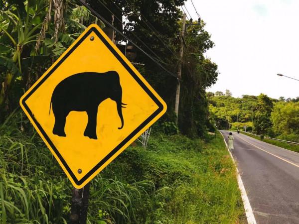 暹羅的精靈——泰國擼貓之旅