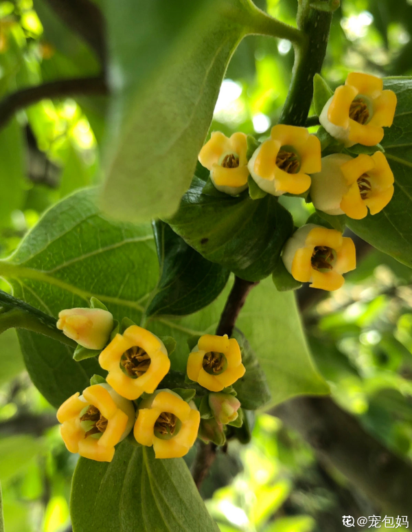 只賞花沒意思？這3種果樹最適合家中養殖，賞花吃果好運來