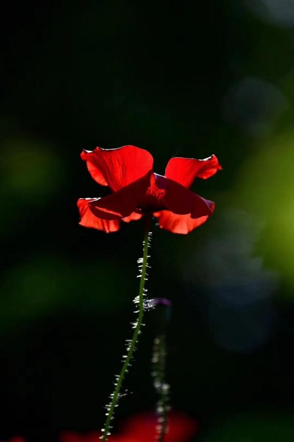 散文:夜來春雪聲,花落知多少 散文:夜來春雪聲,花落知多少