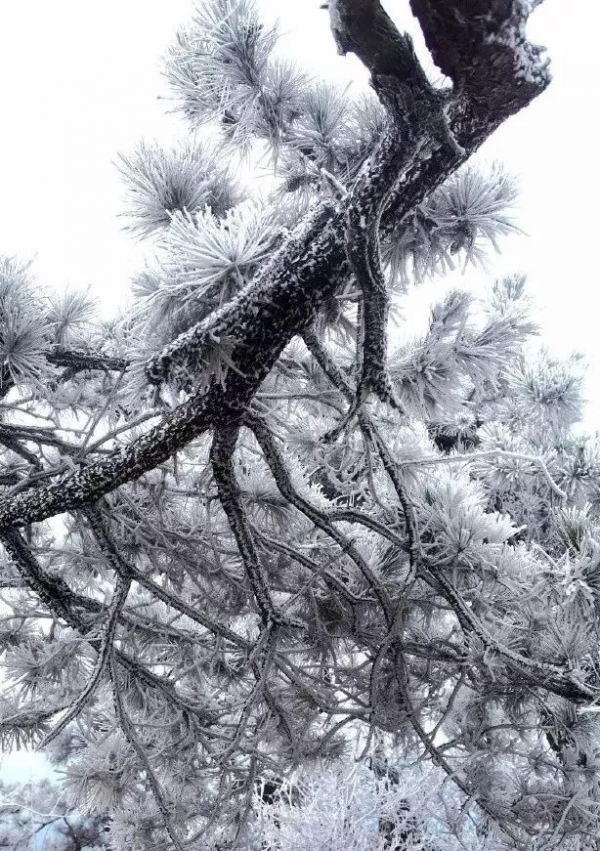 新疆霧凇,這才是完美冬天的開啟方式,真正的冰雪王國... 新疆霧凇,這才是完美冬天的開啟方式,真正的冰雪王國...