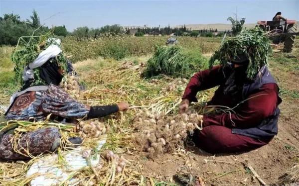 敘利亞現狀，帶你看看真實的敘利亞