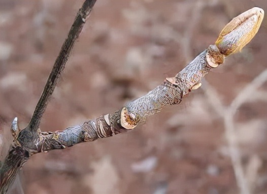 冬天這些花葉片會枯萎，別扔，它只是休眠了