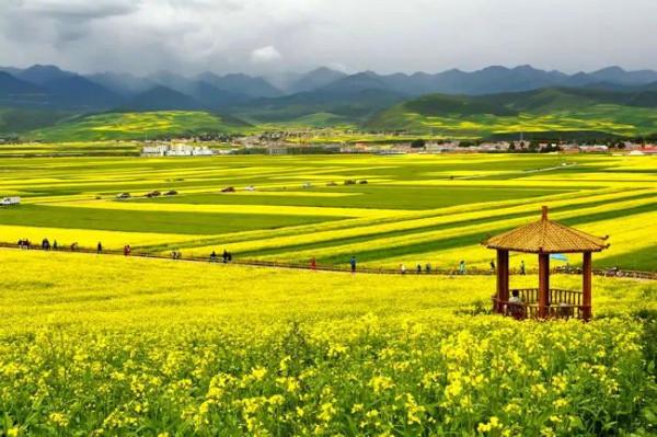 分享圖片，春天來了，滿山遍野的油菜花開了