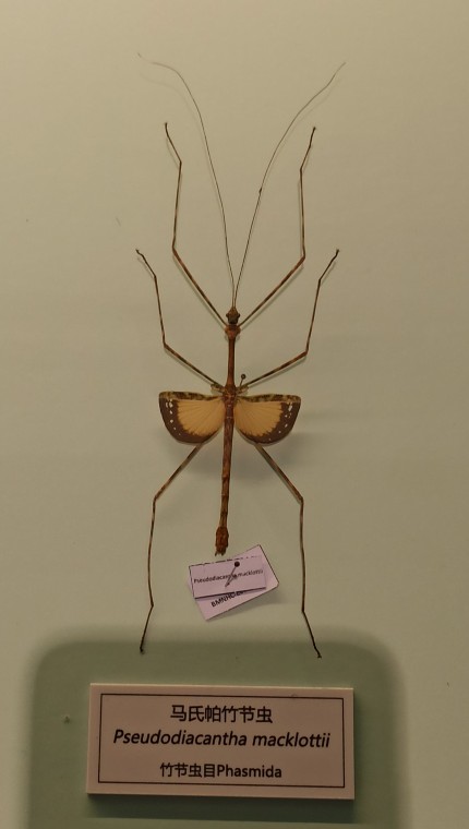 北京自然博物館竹節蟲