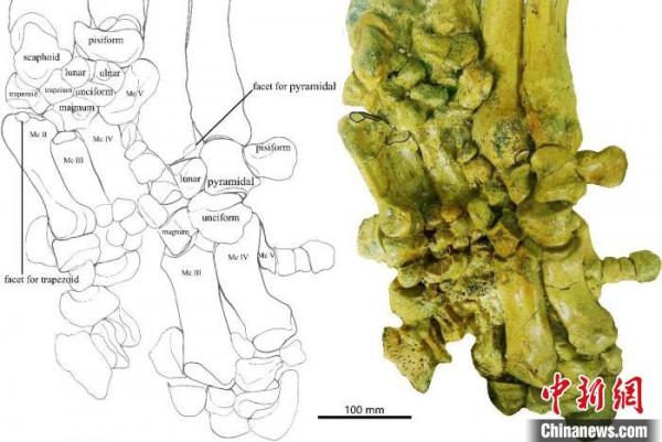 中國科學家最新研究揭示2000萬年前犀牛沿青藏高原北緣遷徙 中國科學家最新研究揭示2000萬年前犀牛沿青藏高原北緣遷徙