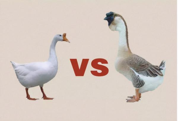 獅頭鵝：鵝界“巨型選手”，重量是普通鵝3倍，為何很少人養殖？