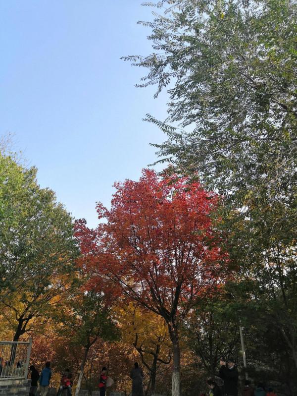 座標北宮森林公園,有誰認識這是什麼昆蟲? 座標北宮森林公園,有誰認識這是什麼昆蟲?