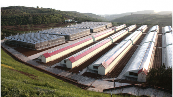 北方地區蔬菜大棚種植的樣式以及茬口安排 北方地區蔬菜大棚種植的樣式以及茬口安排