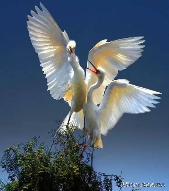 分享——比翼鳥