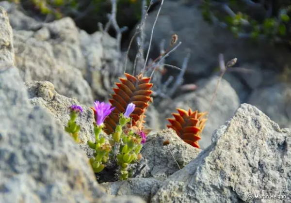 世界那麼大，多肉那麼美，我們一起去看看吧 | 南非多肉欣賞