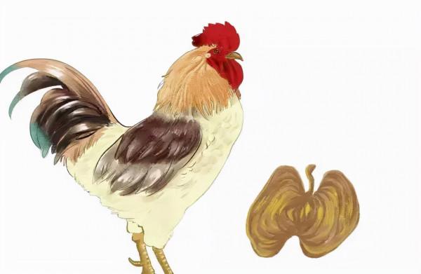 很多人以為雞內金是治療消化不良的,卻不知道它還有這作用? 很多人以為雞內金是治療消化不良的,卻不知道它還有這作用?