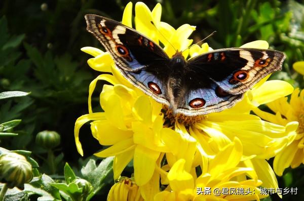 霜降：蝴蝶“賞”菊花