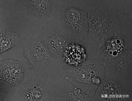 細胞鋪板的3種手法，這樣鋪更均勻