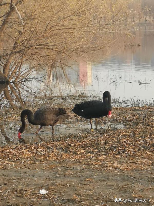 冬日天壇湖引來珍貴黑天鵝 冬日天壇湖引來珍貴黑天鵝