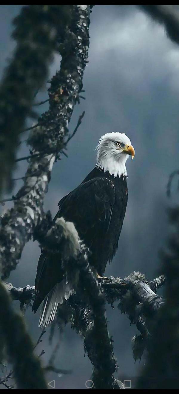 高畫質桌布(260):動物•鷹 高畫質桌布(260):動物•鷹