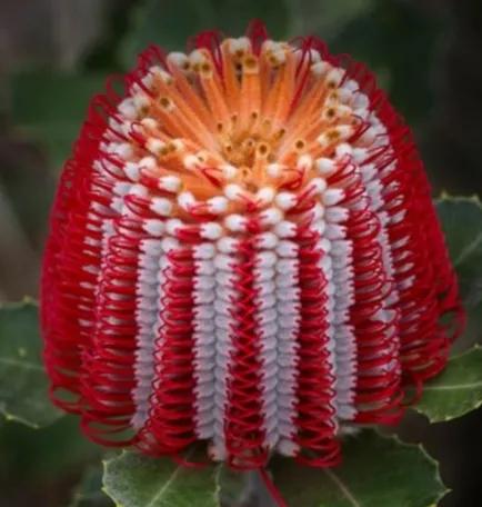 奇花異果有限公司年會（近百位奇花異果參加了本次年會）