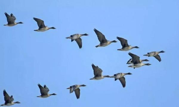 大雁南飛冬天來臨