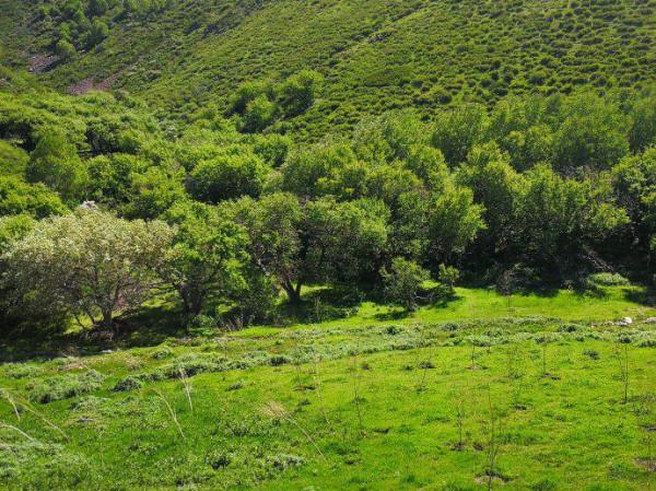 萬人說新疆｜托里縣果子溝景色如畫