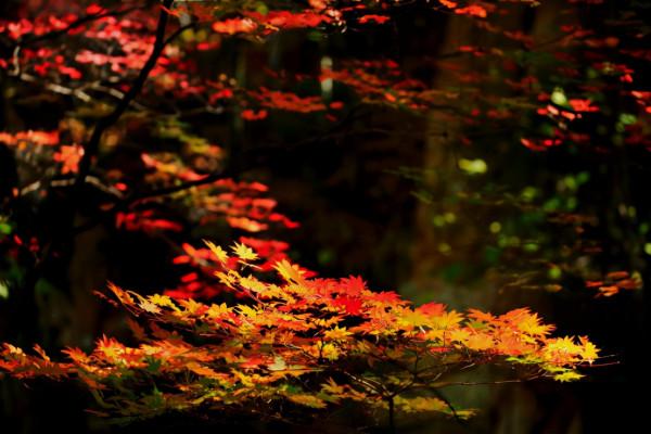 國慶賞秋該去哪?遼寧這6處景點千萬不能錯過,個個不輸北京香山 國慶賞秋該去哪?遼寧這6處景點千萬不能錯過,個個不輸北京香山