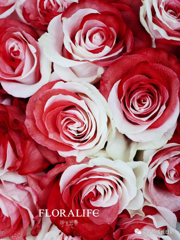 100朵玫瑰vol.26 | 炙熱玫瑰，經典的紅白玫瑰，是浪漫的開始