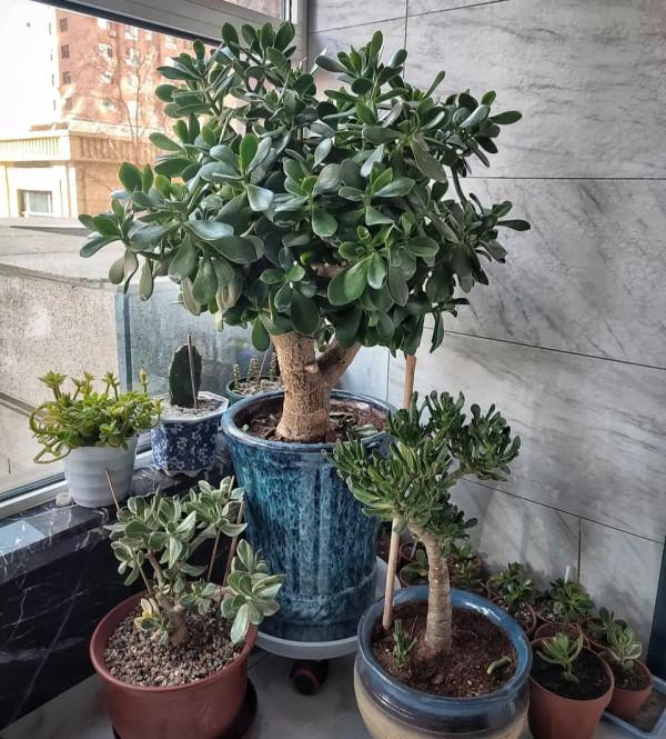 這些花就算長再大也只適合用“小盆”栽，大盆栽種易黑腐、爛根