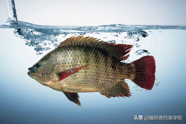 哪種魚最好釣?新手學釣魚,拿什麼魚練手?最好釣的四種淡水魚 哪種魚最好釣?新手學釣魚,拿什麼魚練手?最好釣的四種淡水魚