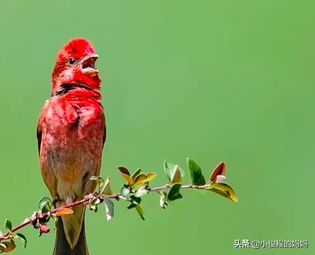 極品紅色鳥&mdash;&mdash;酒紅朱雀