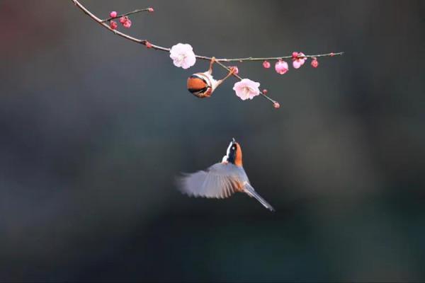 紅頭長尾山雀戲梅