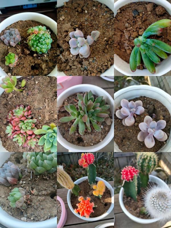 記錄入坑多肉第一個月