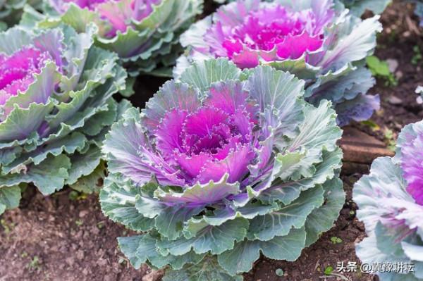 秋分節氣提個醒，這3種喜冷涼又耐寒的蔬菜，露地種植並不晚