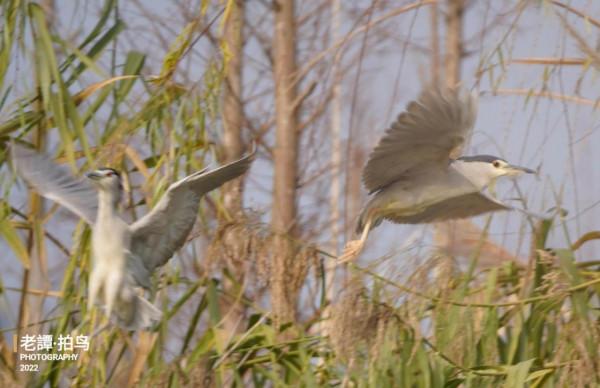 德陽市羅江區拍鳥-夜鷺