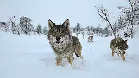 戈壁灘裡,我們遭遇狼群 戈壁灘裡,我們遭遇狼群