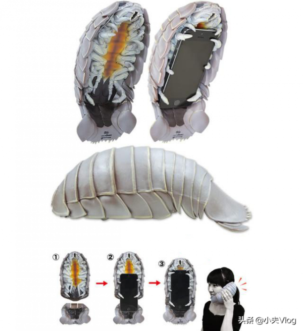 世界上最大的漂水蝨科動物——大王具足蟲