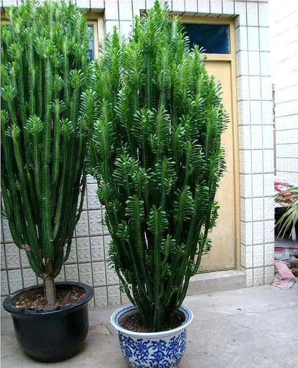 富貴大氣人家都愛養的“10種花”，君子蘭、虎皮蘭等普通花都上榜