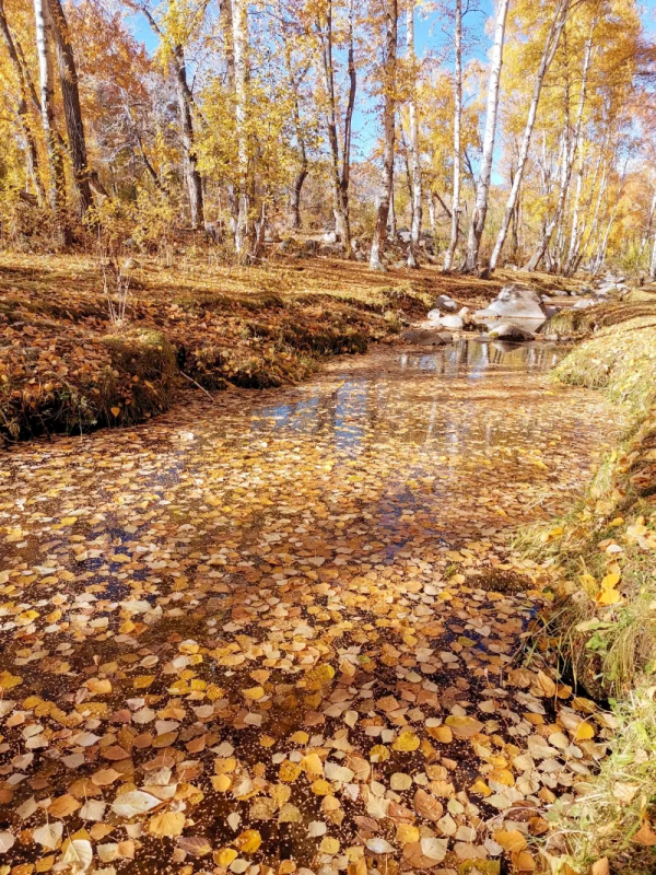 金秋時節,新疆戈壁的胡楊林穿上了華麗的服裝 金秋時節,新疆戈壁的胡楊林穿上了華麗的服裝