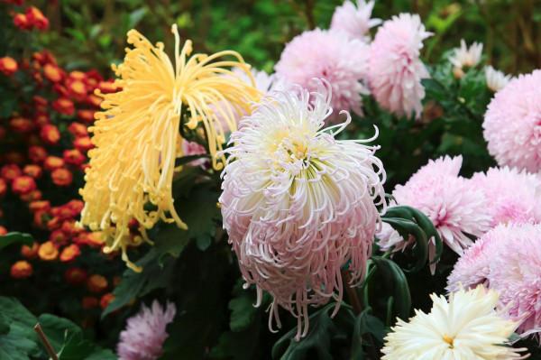 五彩斑斕！嘉定這裡美成這樣，還不快來