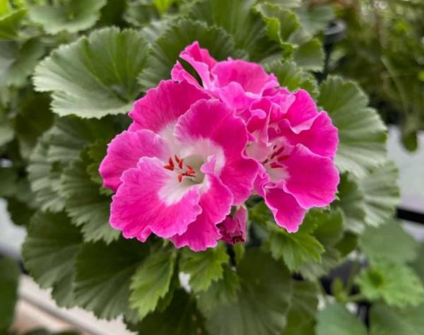 秋分前後,家裡有這4種盆栽,抓緊時間“餵飽”開花真早 秋分前後,家裡有這4種盆栽,抓緊時間“餵飽”開花真早