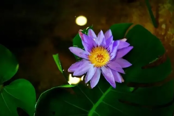 情人節禮 &vert; 赤誠相見 愛在璀璨星河