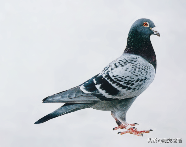 老鴿遺傳的“怪現象”說明什麼？