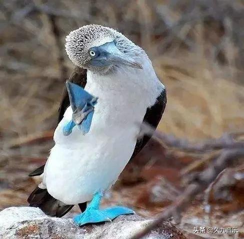 自然界最古靈精怪的精靈