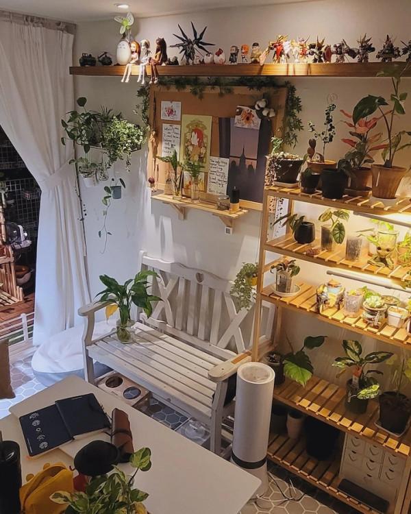 獨居6年，不想結婚，她把全屋擺滿各種綠植，意外收穫五千人關注