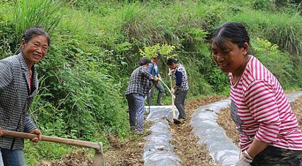 龔清孝，吃草上癮得以賺錢、娶媳婦，34年吃了40噸草：我就喜歡吃