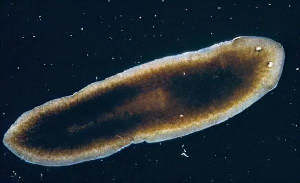 硬核科普:為什麼只有人類進化出高度發達的大腦? 硬核科普:為什麼只有人類進化出高度發達的大腦?