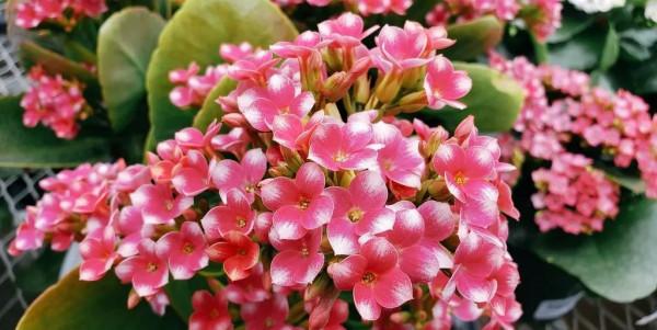 6種養室內窗臺上可以經常開花的小盆栽，南北地區的花友都適合養