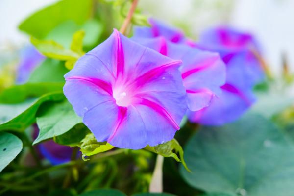 路邊的野花不要採：這4種路邊花，好看卻不可觸碰