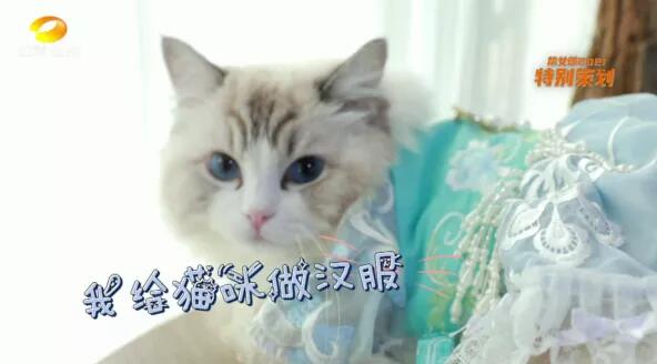 神仙工作！90後湖南妹子北漂返鄉給貓咪設計漢服，月入7萬，邊工作邊擼貓