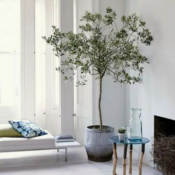 盤點10種常見的高格調家居綠植